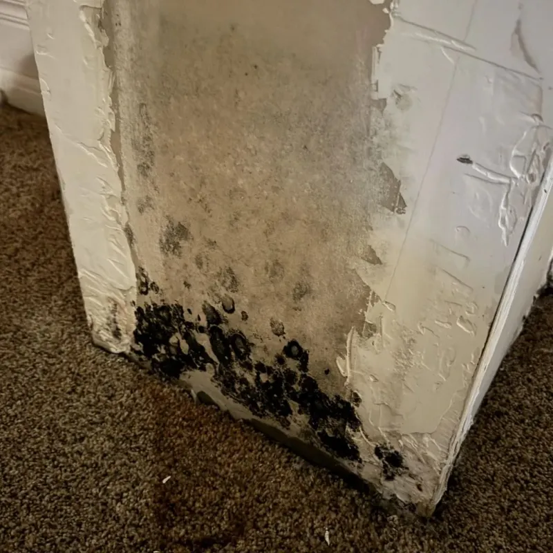 Professional Mold Removal in Ralls County, MO